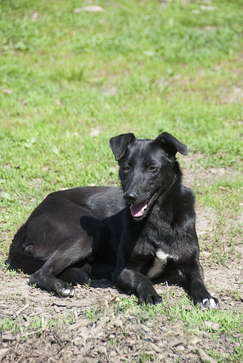 Ночка, приют солнцево