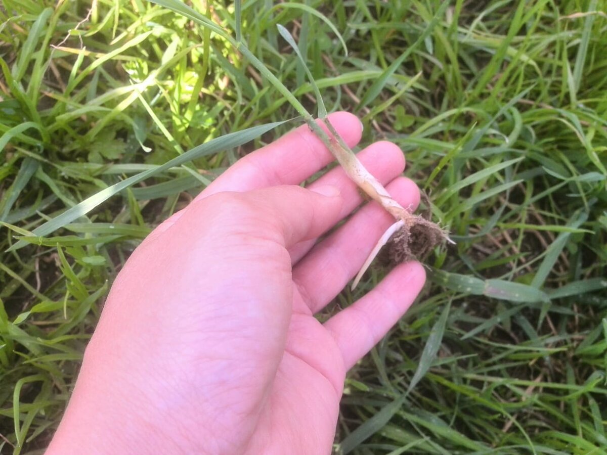 Пырей вырастает даже из самого мелкого корешка.