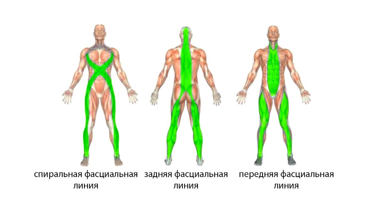 Анатомические поезда картинки