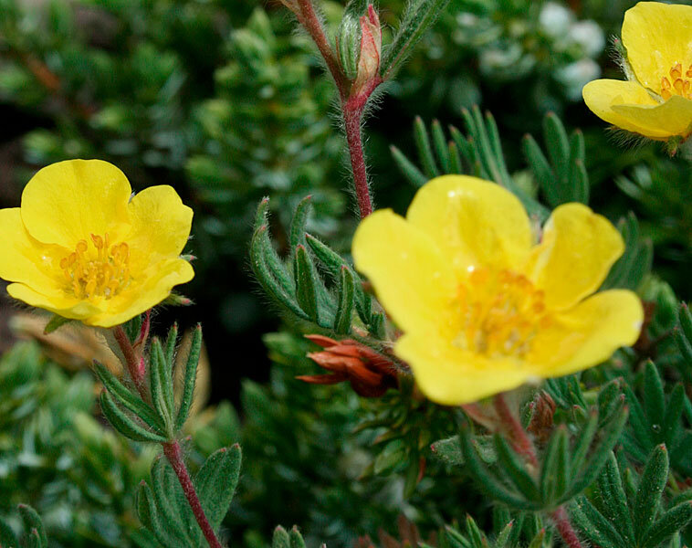 Лапчатка Элизабет. Лапчатка кустарниковая dasiphora fruticosa. Лапчатка Фридрихсена. Лапчатка апеннинская.