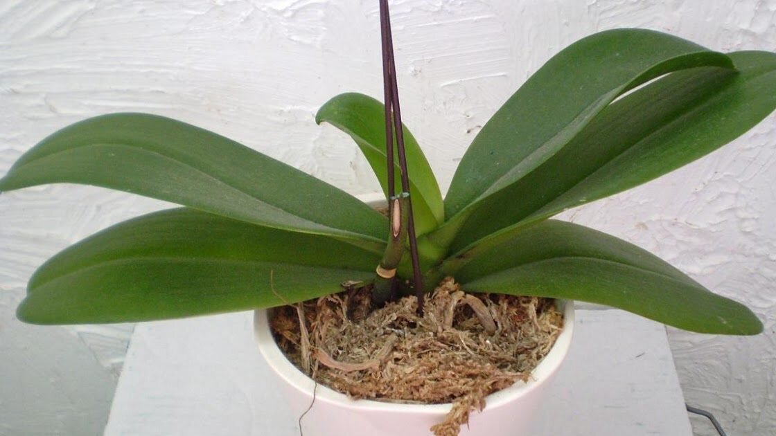 Как понять что орхидея будет цвести фото в домашних