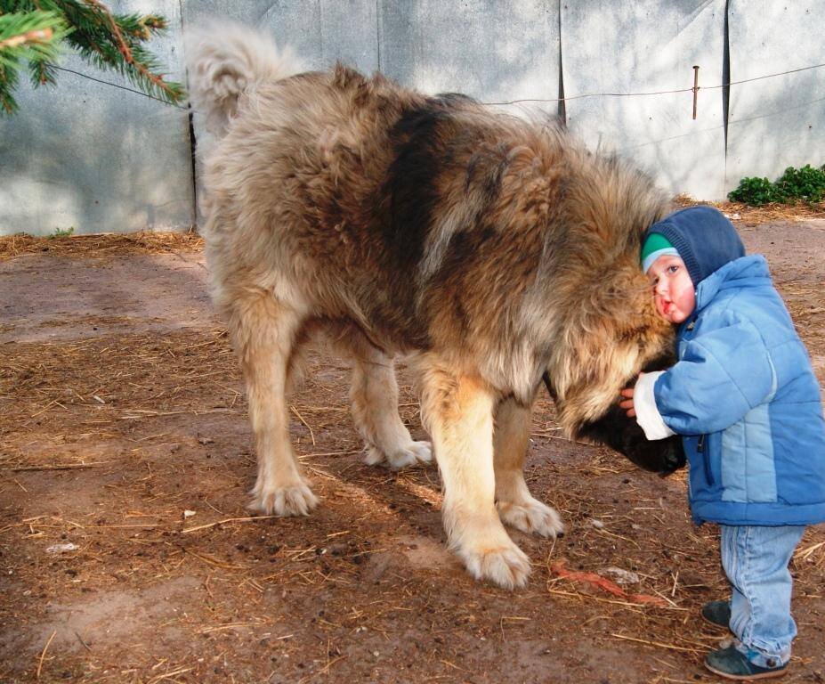 Кавказская овчарка фото взрослой собаки с человеком