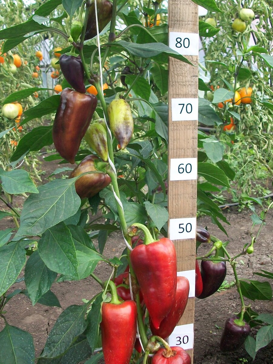 Перец большая семья. Перец большая умница. Перец большая умница. Перец большая мамочка. Перец большая умница.