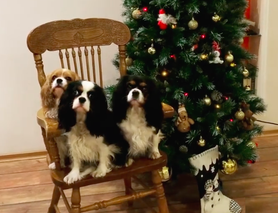 Кавалер Кинг Чарльз Спаниели 