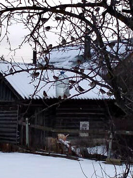 А вот и птички пожаловали