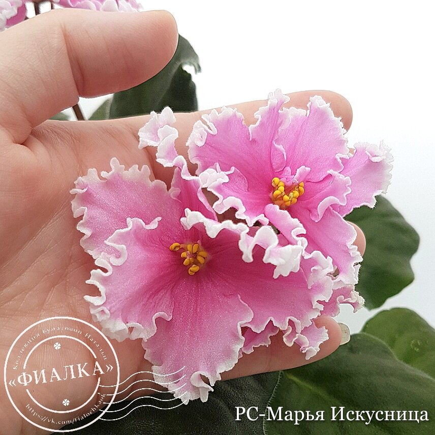 Фиалка Аленький цветочек