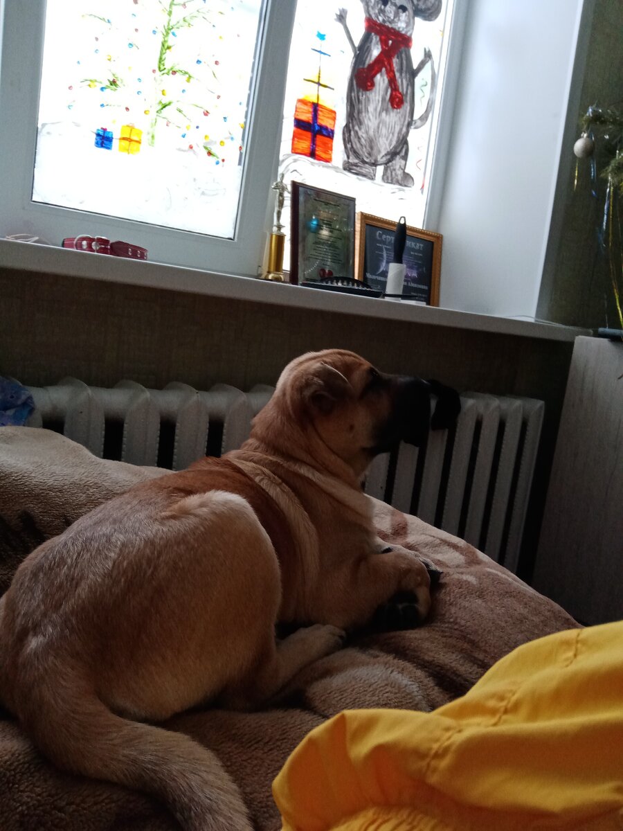 Бонька,  смесь шарпея и немецкой овчарки, ей уже 4 месяца