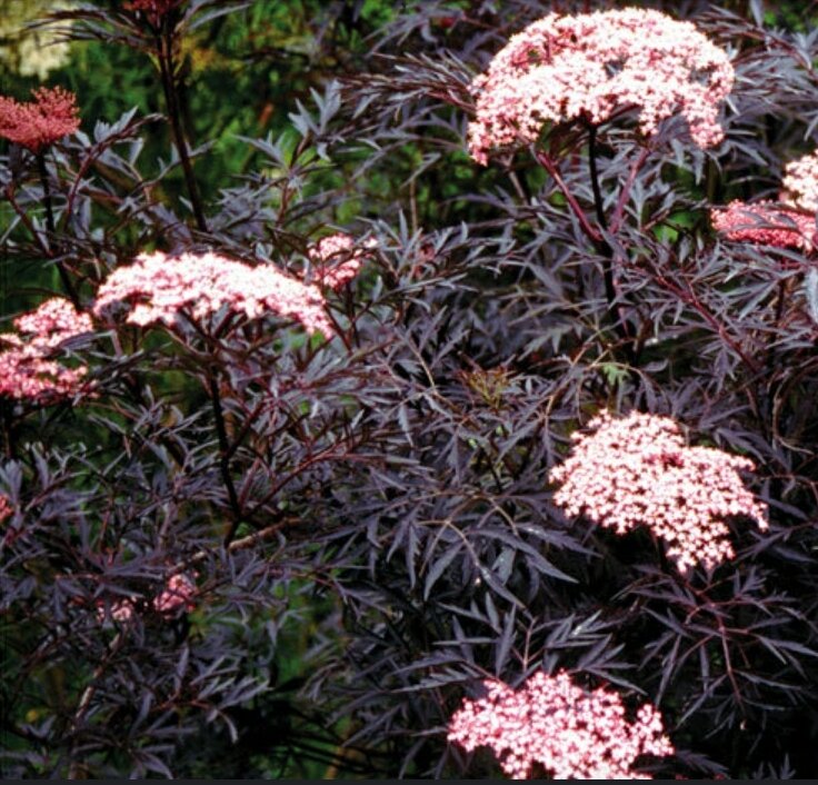 Сорт Black beauty