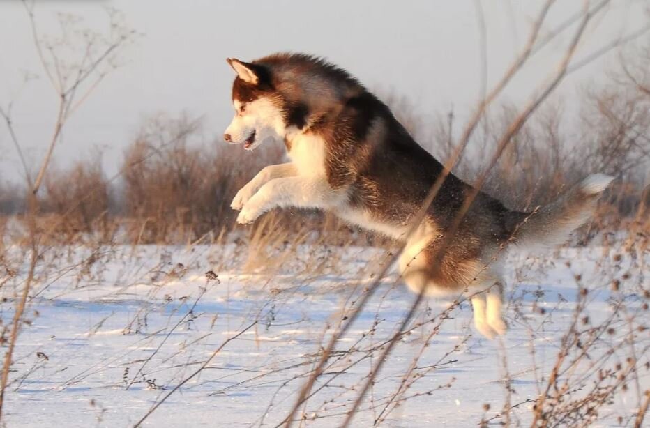 Изображение взято с сайта husky.forum.ru