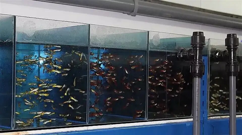 Купить рыбок в новосибирске. Разводчики аквариумных рыбок. Рыбный аквариум. Аквариум для разведения рыб. Разводня аквариумных рыбок.