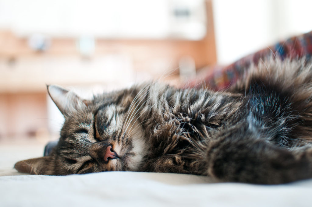 Фото: Unplug/Flickr