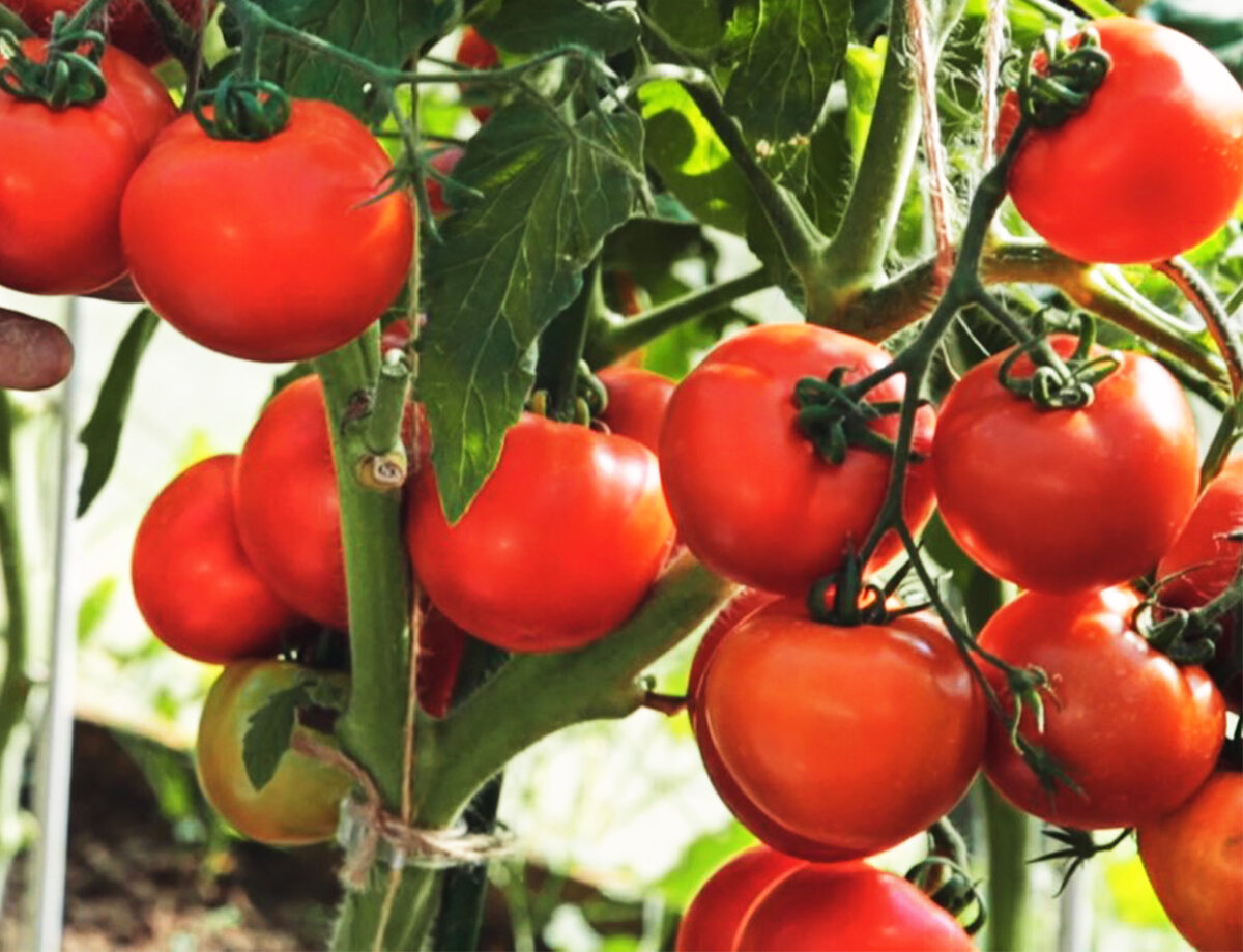 Топ раннеспелых томатов в 2020(Видео)