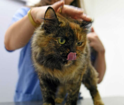 Поллакиурия у кошек: причины, симптомы, диагностика, лечение, прогноз