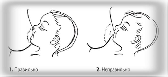 Всё о кормлении