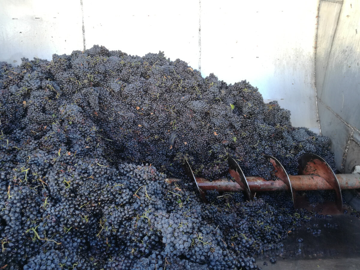 На винодельне в Арени