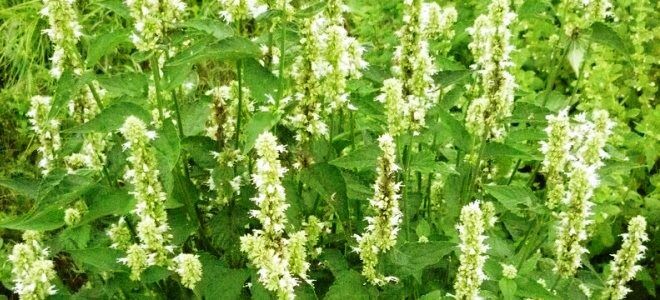 Лофант - кладезь лечебных свойств.