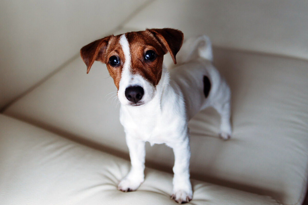 Молодой джек-рассел-терьер 