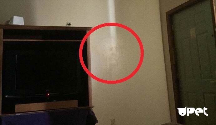 Явное очертание лица с длинными волосами! 