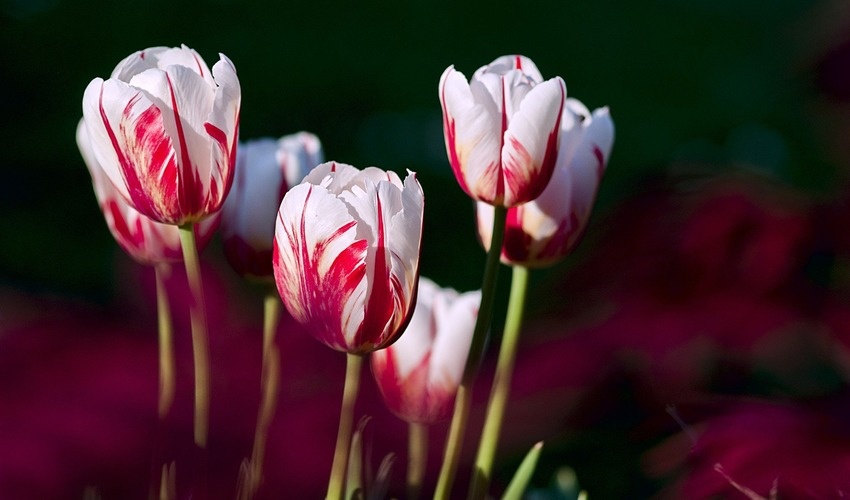 Фото: pixabay.com
