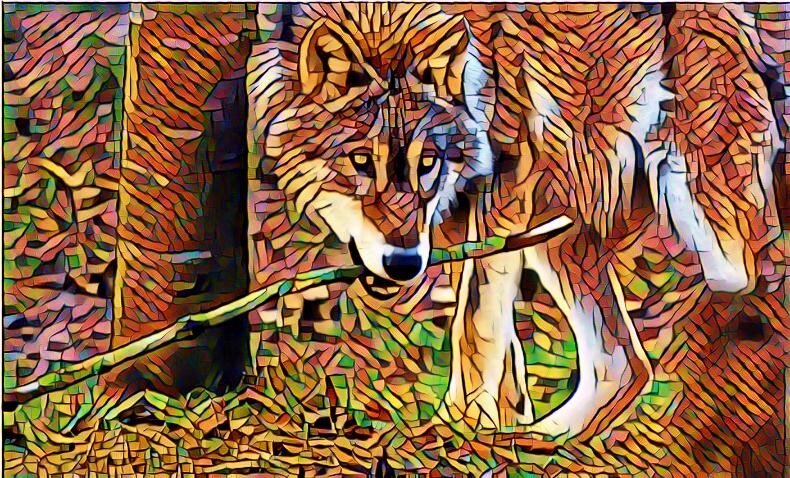 Раненый волк