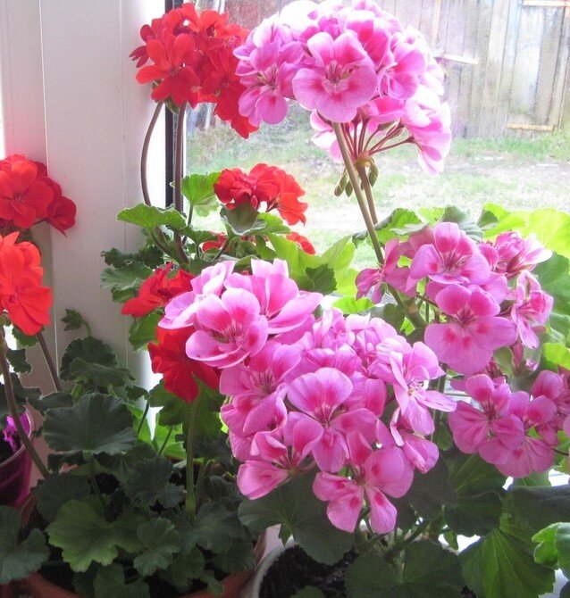Красавцы на подоконнике.