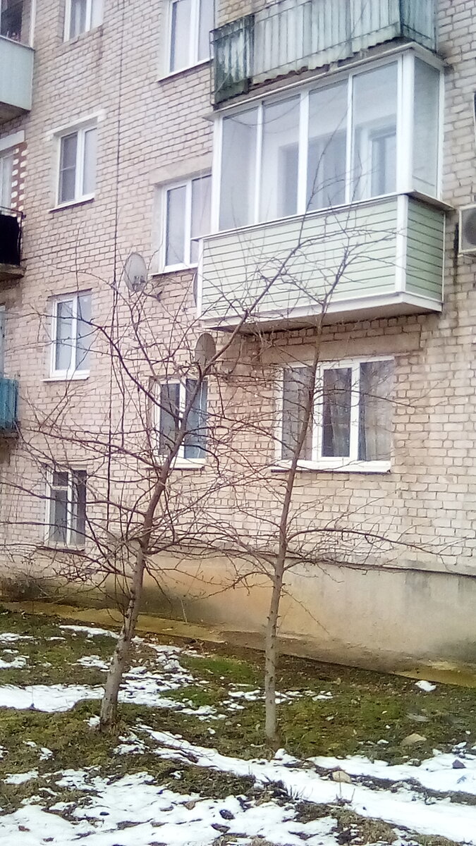 Яблонька у нашего дома,каким ветром занесло, под какой звездой родилась...