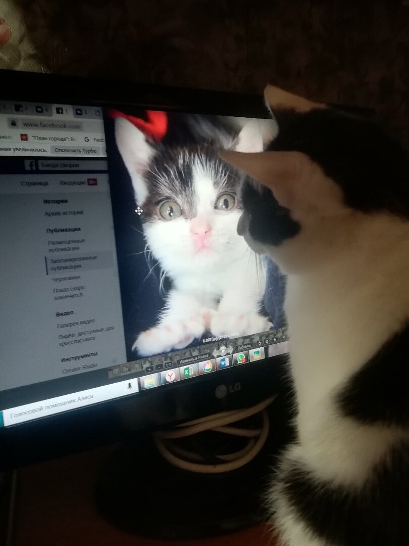 Нюша обожает сидеть перед компьютером и смотреть на свой семейный фотоальбом:)