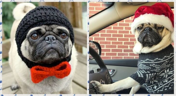 Фотоматериал: https://omoro.ru/ https://prohvost.club/