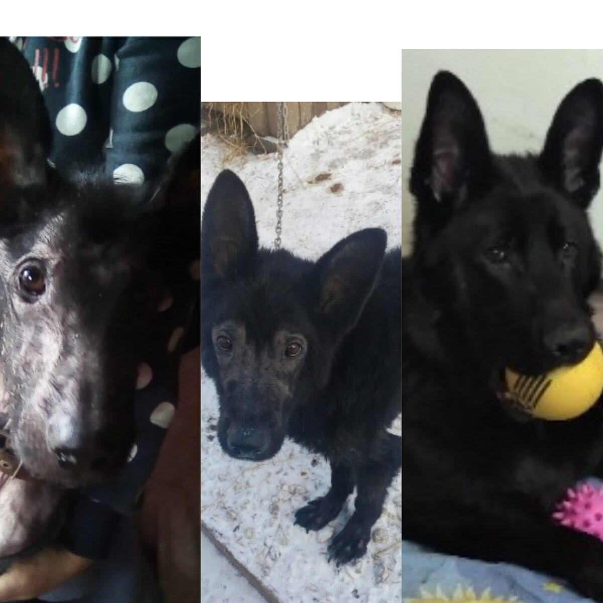 Такой Дрогон был и сейчас. 