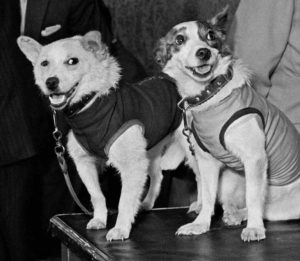 В каком году собаки полетели в космос. Белка и стрелка 1960. Белка и стрелка космонавты. Первые животные в космосе белка и стрелка.