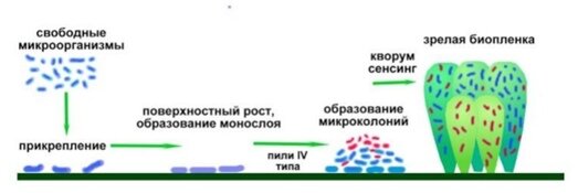 Механизм образование биопленки