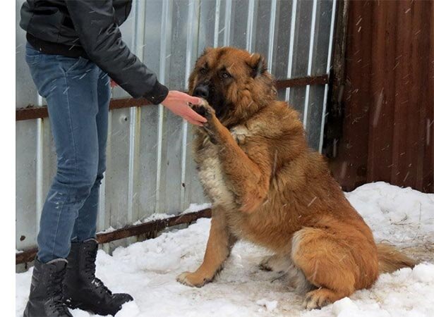 Как развить интеллект вашего питомца: секреты умного пса
