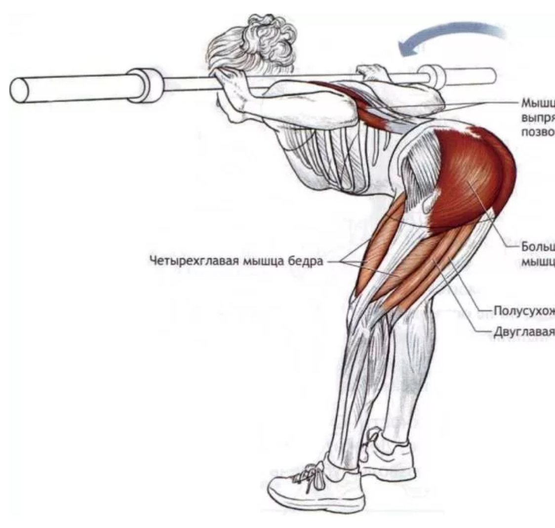 Картинки упр. Гуд Монинг упражнение со штангой. Наклоны со штангой какие мышцы работают. Средняя ягодичная мышца упражнения для женщин. Упражнения на спину с грифом.