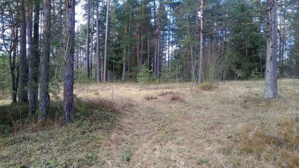Граждане могут бесплатно находится в лесу и заготавливать недревесные ресурсы