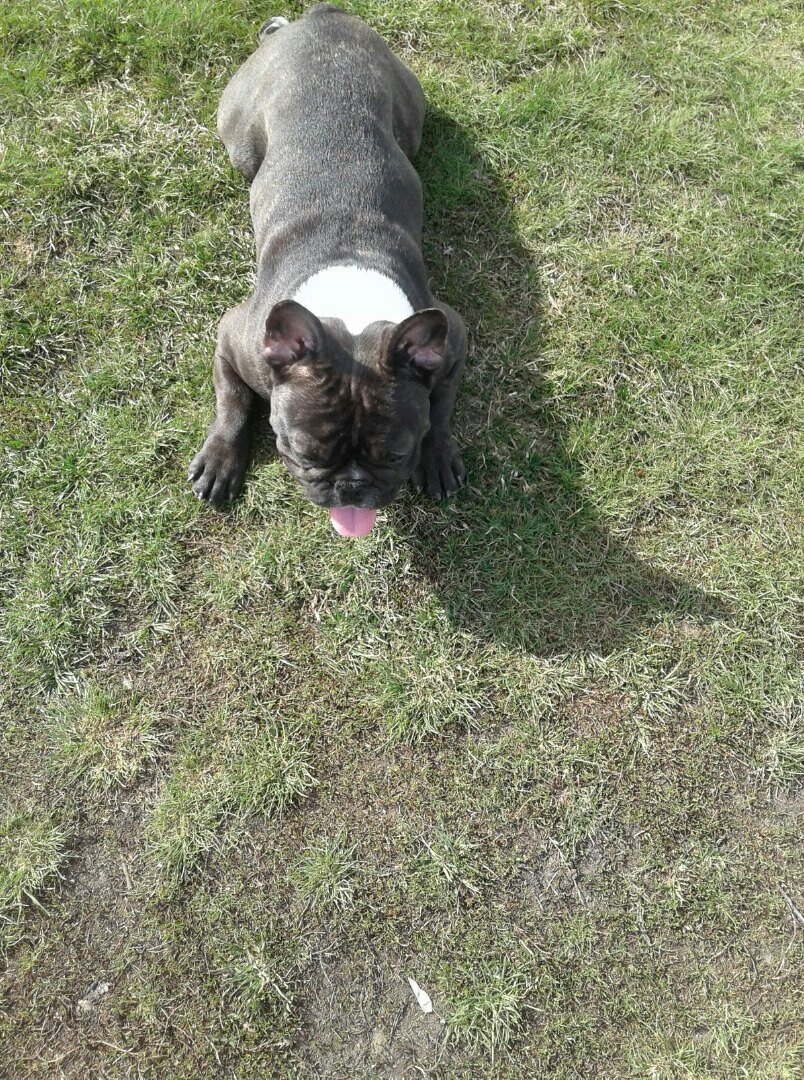 Собаки очень любят поваляться на свежей травке. Или поесть ее.