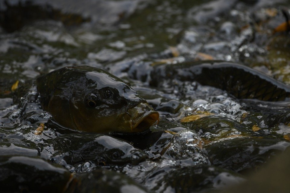 фото взято из источников интернета