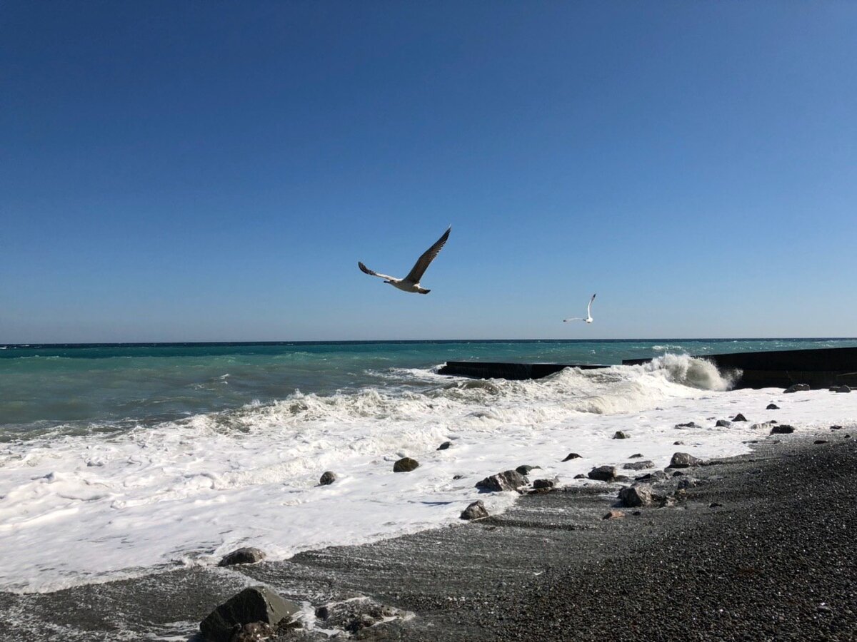 Чайки на море