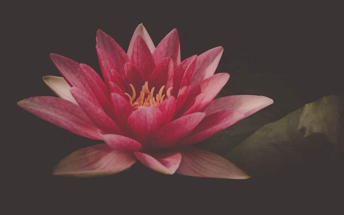 https://www.pexels.com/ru-ru/photo/612797/