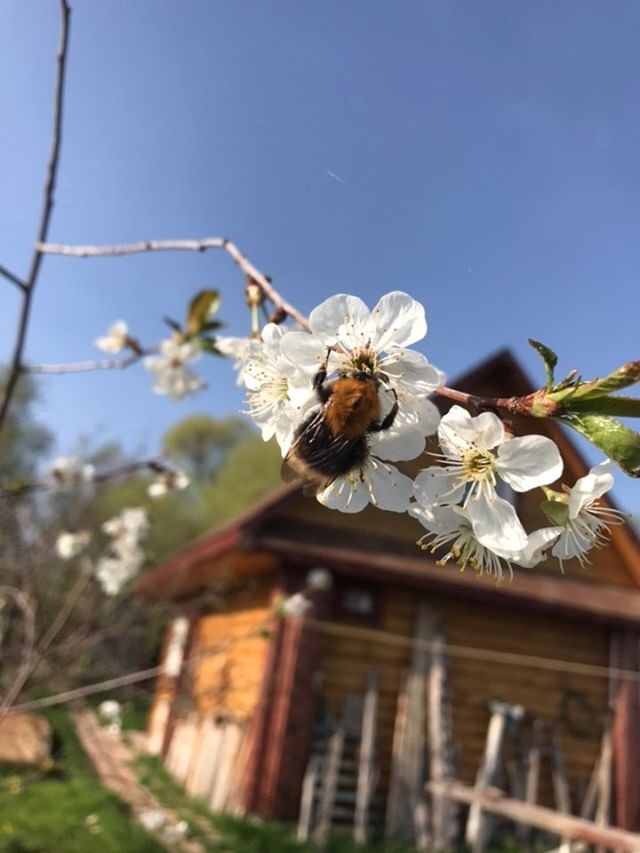 Весна. Цветет вишня. (фото из архива)
