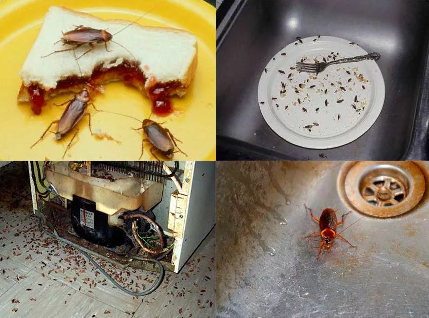 Это тараканы в жилище (вдруг кто забыл, как они выглядят). Источник фото: Яндекс картинки