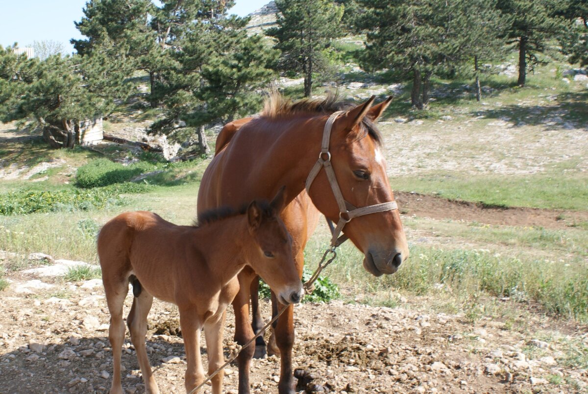 Фото автора. Лошади.Материнская забота.Ай Петри.Крым . 27 мая 2019