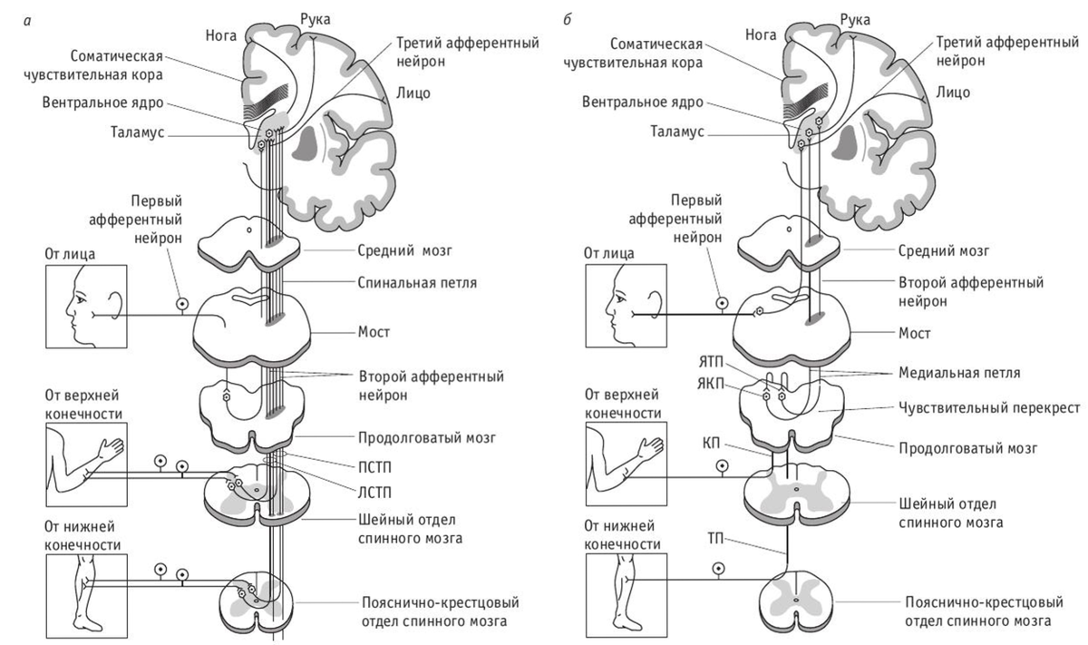 Спиноталамический путь схема неврология. Пути проведения тактильной чувствительности. Схема проводящего пути тактильной чувствительности. Схема проводников поверхностной чувствительности.