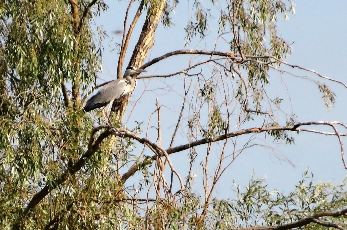 Сначала сидела одна цапля, а потом прибыла вторая