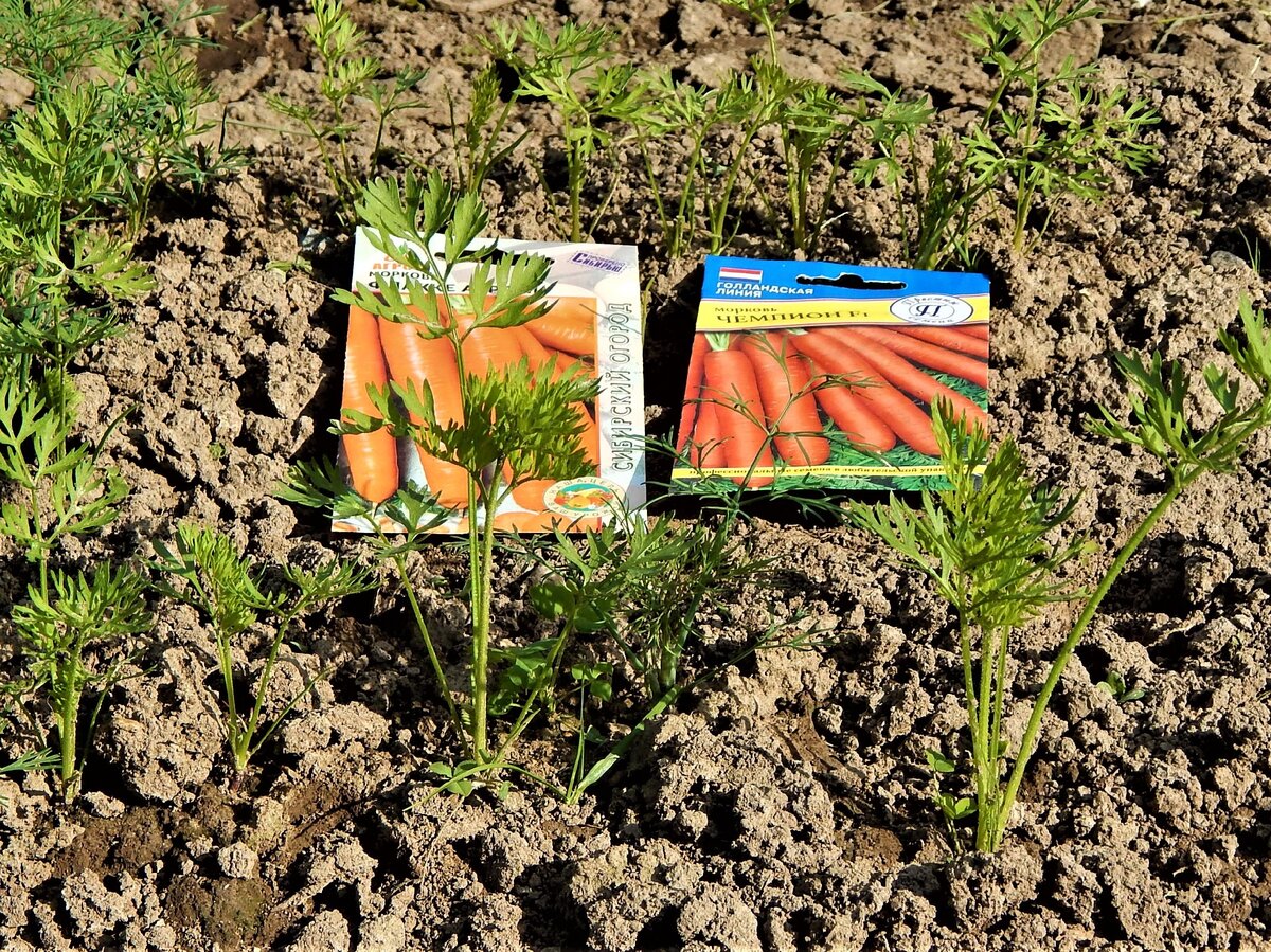 Посадка моркови лентой в открытый. Морковь на грядке. Грядки под морковку. Морковку сажают в открытый грунт. Посадка моркови весной в открытый грунт.