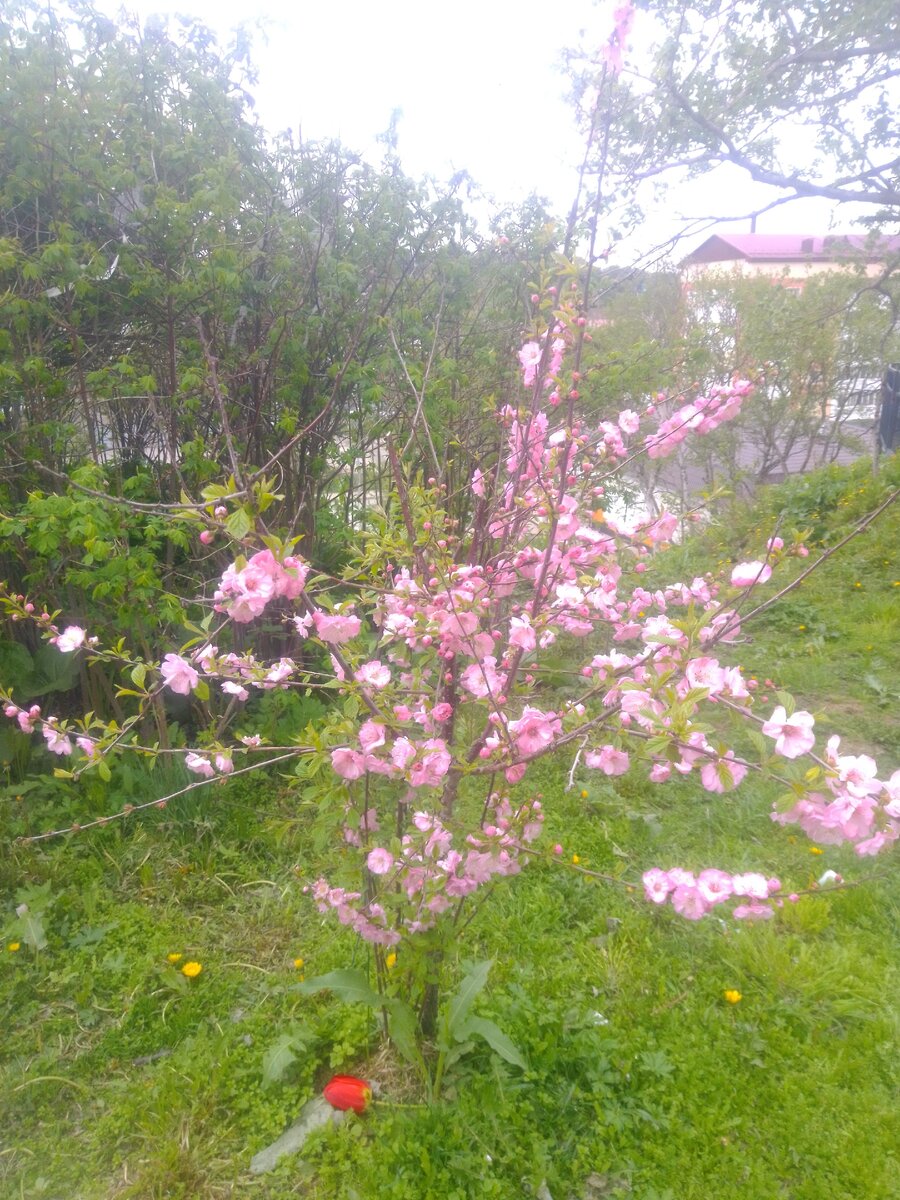 сакура и одуванчики