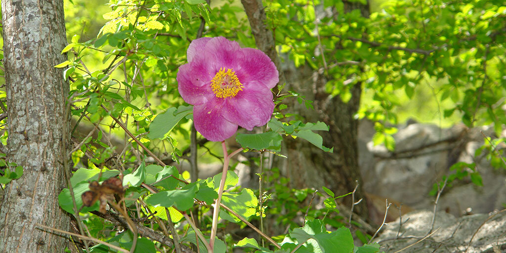 В Крымском лесу