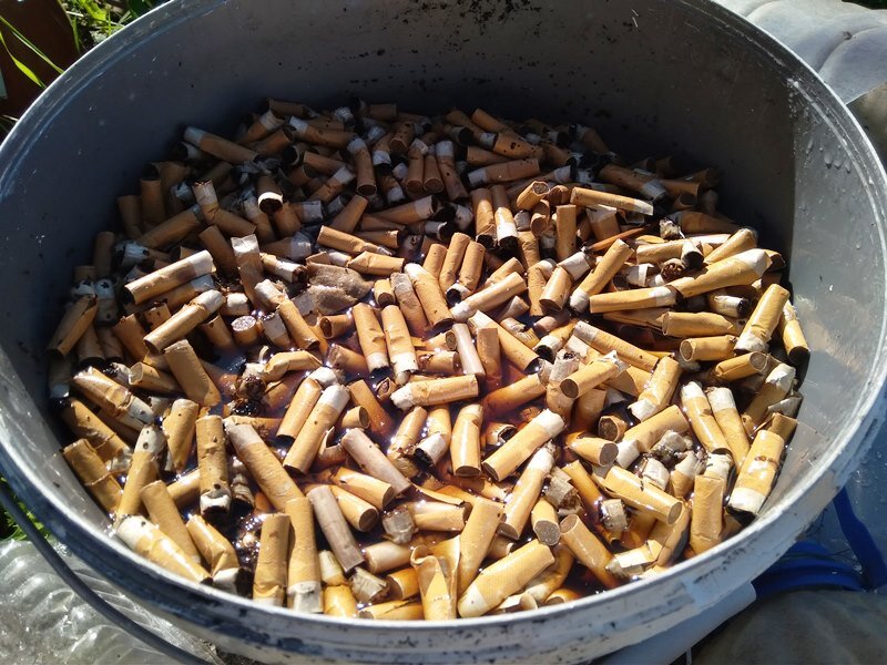 Окурки муж залил водой и дал настояться сутки. Даже от закрытого крышкой ведра воняло за версту...