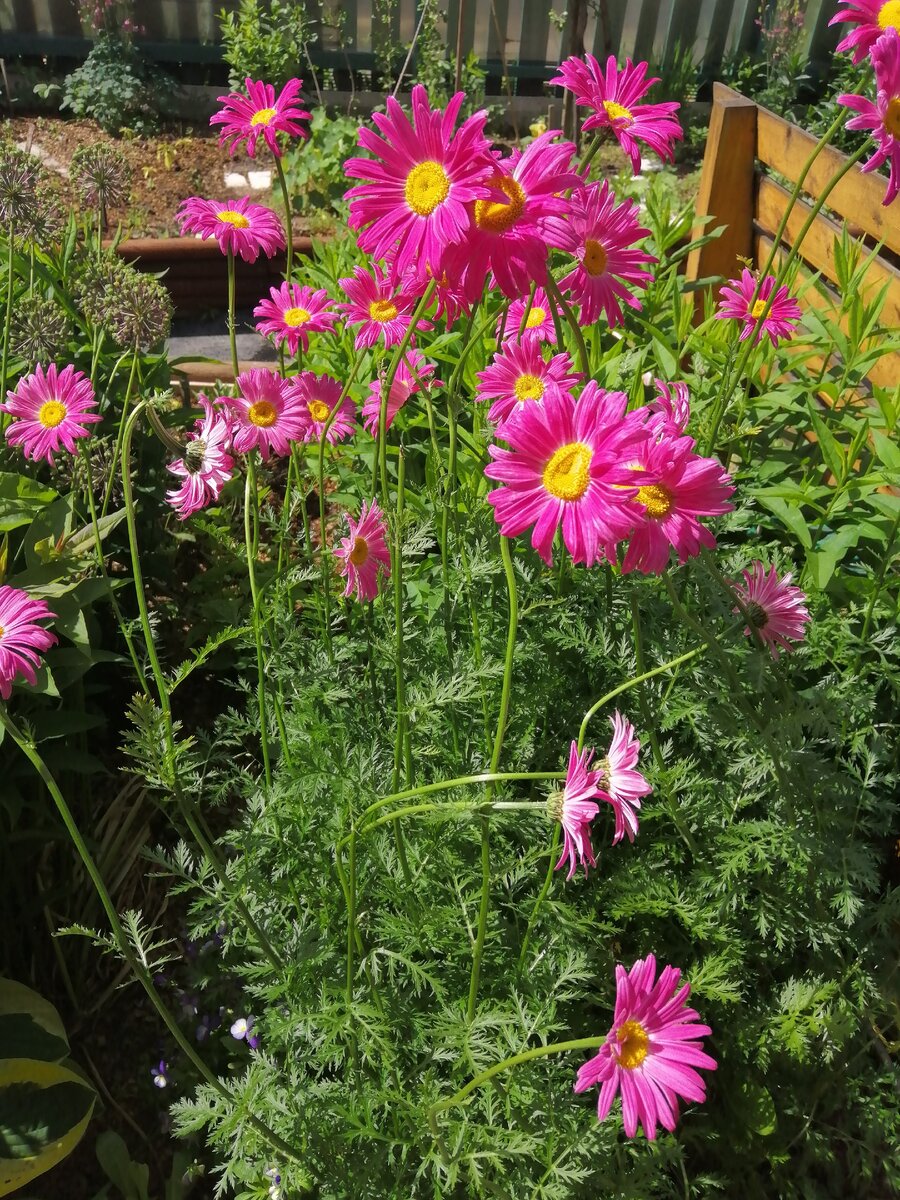 Раскрылся в своей красоте пиретрум розовый. 