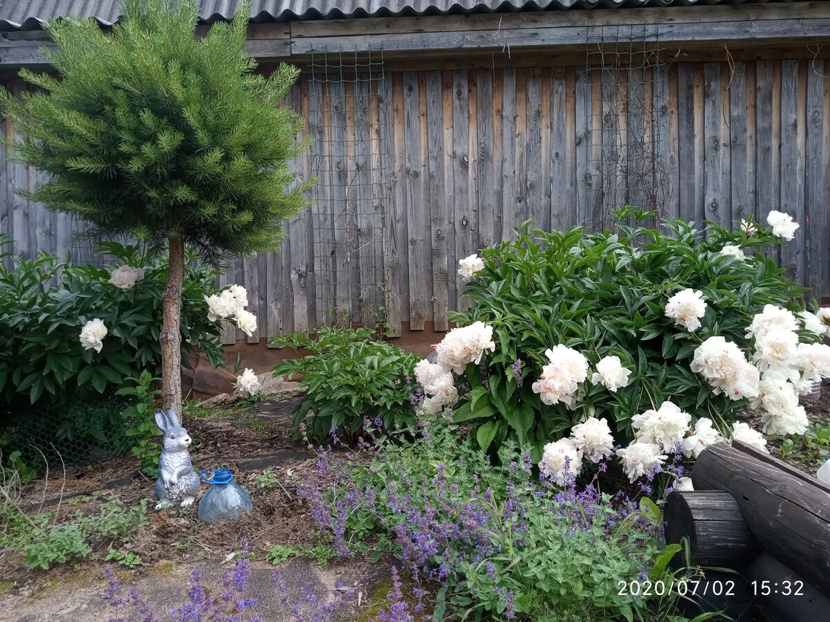 Пионы бабушки. Фото Загородные идеи.