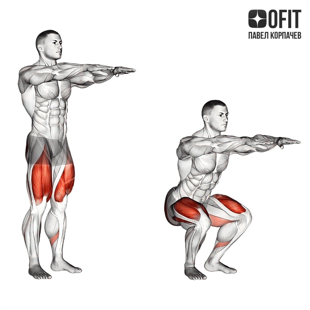 Силовые мышцы. Приседания мышцы. Приседания техника анатомия. Гакк приседания с гантелями. Приседания сумо мышцы задействованы.